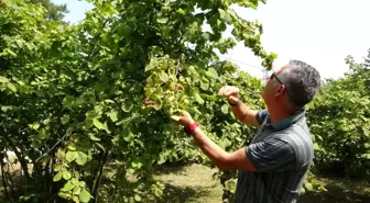 Fındık Hasat Tarihleri Belirlendi, Uzmanlardan Erken Hasat Uyarısı!