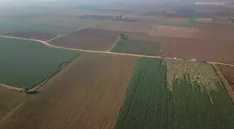 İzmir'de Tarımsal Sulama Tehdidi: Kuraklık ve Su Kaynaklarının Azalması