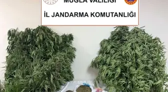 Muğla'da Uyuşturucu Operasyonu: 70 Yaşındaki Şüpheli Gözaltına Alındı