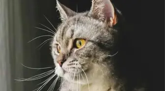 Kedi tüyü öldürür mü?