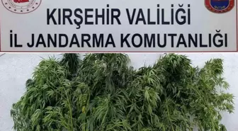 Kırşehir'de Yasa Dışı Kenevir Ekimine Geçit Yok