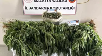 Malatya'da Uyuşturucu Operasyonu: 1 Gözaltı, 1200 Gram Esrar ve 148 Kök Kenevir Ele Geçirildi