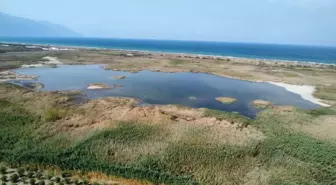 Milleyha Kuş Cenneti Yeniden Suya Kavuştu, Kuşlar Geri Döndü