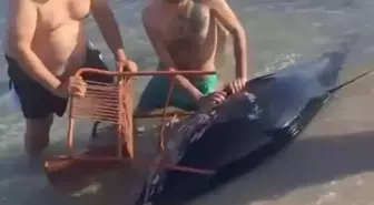 Çeşme'de Kıyıya Vuran Orkinos Tepki Çekti