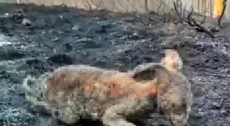 Çankırı'daki Orman Yangını Yaban Hayvanlarını da Vurdu