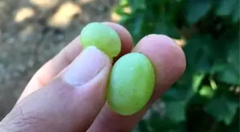 Salihli'de Üzüm Üreticilerine Bağ Salkım Güvesi Uyarısı