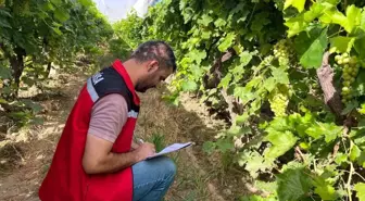 Sarıgöl'de 2025 Üzüm Rekolte Tahmin Çalışmaları Tamamlandı