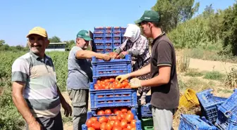 Aydın'da Domates Hasadı Sıcaklarla Zora Girdi