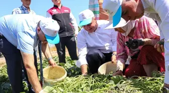Sındırgı'da Kornishon Hasadı Devam Ediyor