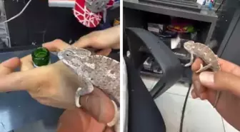 Sineklerle mücadele etmek için bukalemun beslemeye başladı