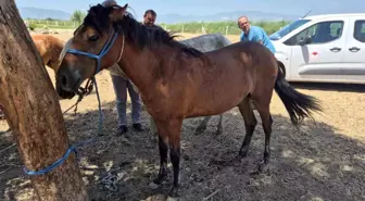 Söke'de Tek Tırnaklı Hayvanlarda Ruam Taraması Yapıldı