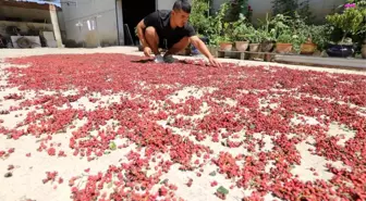 Gansu Eyaleti, Sichuan Biberi Yetiştiriciliğinde Önemli Bir Atılım Yapıyor