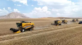 Sivas'ın Ulaş Tarım İşletmesinde Tritikale Hasadı Başladı