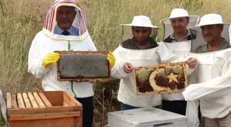 Bitlis Eren Üniversitesi'nde Bal Hasadı Yapıldı