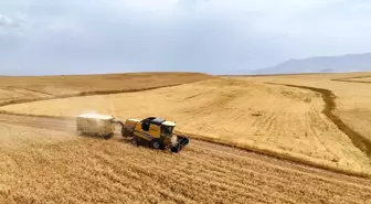 Ağrı'da Buğday ve Arpa Hasadı Başladı: 280 Bin Ton Buğday Bekleniyor