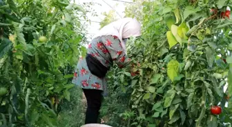 Hadim'de Domates Üretimi Çiftçilerin Umudunu Tazeliyor
