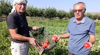 Gördes'te Ata Tohumu Domatesler Pazarda İlgi Görüyor