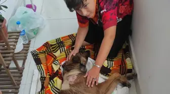 Havalı Tüfekle Vurulan 'Ateş' İsimli Köpek Felç Kaldı