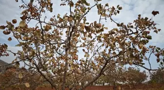 Siirt Fıstığı'na Kavurucu Sıcaklar Zarar Verdi