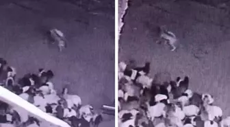Batman'da sürüye kurt saldırısı! O anlar kameralarda