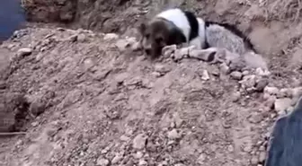Sadık Köpek, Sahibinin Mezarından Ayrılmıyor
