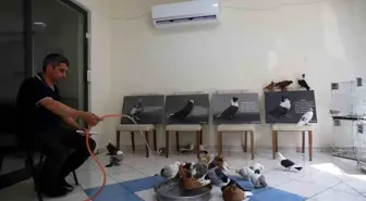 Diyarbakır'daki Güvercin Oteli Sıcaklarda Hayvanlara Serinletme Hizmeti Sunuyor
