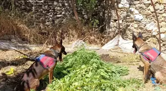 Aydın'da Kenevir Yetiştiren Şahıs Jandarma Tarafından Yakalandı