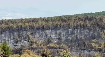 Uşak'ta Orman Yangını Sonrası Yeşillendirme Çalışmaları Başlatıldı