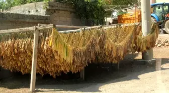 Siirt'te Tütün Hasadı Başladı