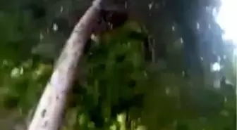 Siverek'te Kavurucu Sıcaklar ve Fırtına Zarar Verdi