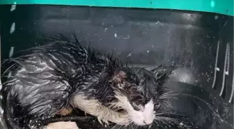Bolu’da Su Borusunda Sıkışan Yavru Kedi Kurtarıldı