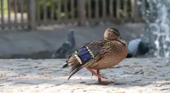 Yaralı Yavru Yaban Ördeği Kuğulu Park'ta Misafir