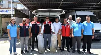 Aydın'da Sazan Yavruları Su Kaynaklarıyla Buluşturuldu