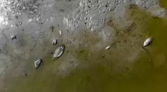 Bolu'daki Sulama Göletinin Kuruması Balıkları Tehdit Ediyor