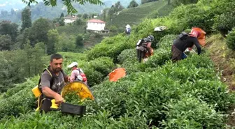 ÇAYKUR Genel Müdürü Alim: 'Çay üreticileri de mağduriyetin kendilerinden olduğunun farkında'
