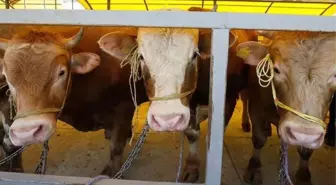 Hayvan pazarları ne zaman açılacak?