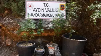 Aydın'da Kenevir Yetiştiren Şüpheli Yakalandı