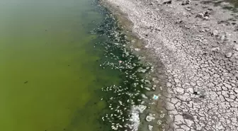 Kızılca Göleti'nde Kuraklık ve Balık Ölümleri