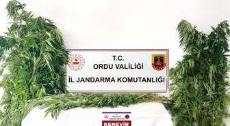Ordu'da Yasa Dışı Kenevir Operasyonu: 3 Tutuklama