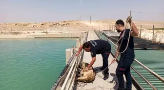 Şanlıurfa'da İtfaiye Ekipleri Sulama Kanalına Düşen Köpeği Kurtardı