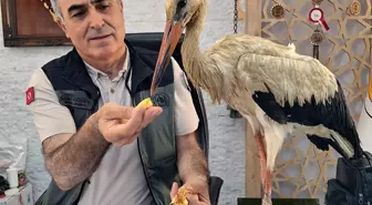 Mersin'de Yaralı Leylek Kurtarıldı