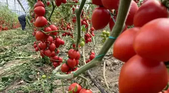 Antalya Hallerinde Domates Fiyat Endeksi Yıllık %47,28 Arttı