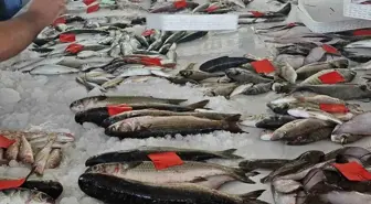 Didim'de İlk Balık Mezatı Düzenlendi