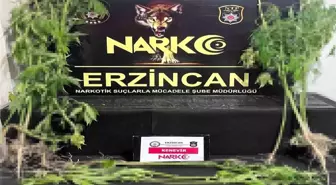 Erzincan'da 15 Kök Kenevir Ele Geçirildi