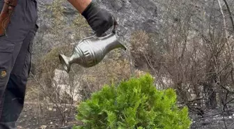 Sosyal Medya Fenomeni Süleyman Ateştepe, Orman Yangınında Fidan Dikti