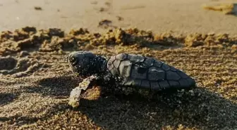 Kuşadası'nda Caretta Caretta Yavruları Denizle Buluştu