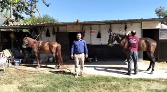 Menteşe'de At Sağlığı için Mallein Testi Uygulandı