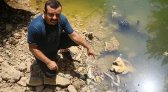 Antalya'da Deredeki Kirlilik Yüzünden Yüzlerce Balık Öldü