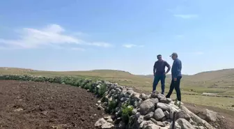 Kars'ta Şap Hastalığıyla Mücadele Devam Ediyor