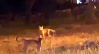 Kars'ta Tilki ve Kedilerin Sevimli Oyunu